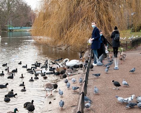 Feed The Birds St Jamess Park London Geoff Henson Flickr