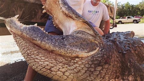 Alligator In Florida Weighing 920 Pounds Could Be States 2nd Heaviest