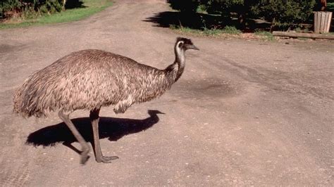 10 Fun Facts About Emu