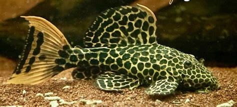 L 114 Redtail Sternella Pleco Red Leopard Cactus Super Rare Pet Fish