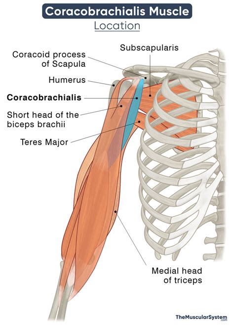Coracobrachialis Muscle Action Origin Insertion And Diagram