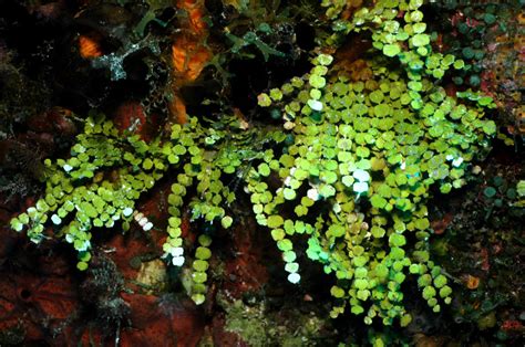 Types Of Marine Algae In This Hobby Marine Aquarium