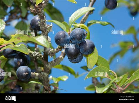 Sloe Or Blackthorn Prunus Spinosa Bush With Ripe Berries Stock Photo