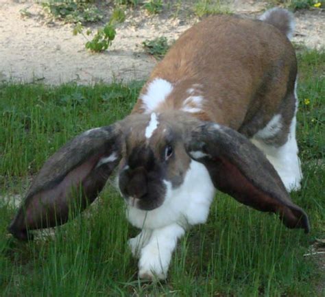 english lop eared rabbit rabbit breeds bunny lovers flemish giant rabbit