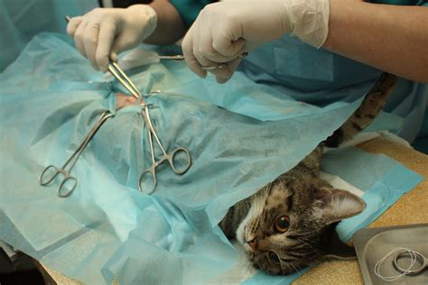 Cat Diaphragmatic Hernia Surgery Cost