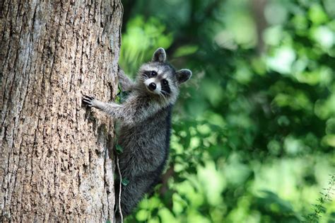 Raccoon Removal and Control | Animal Control Specialists