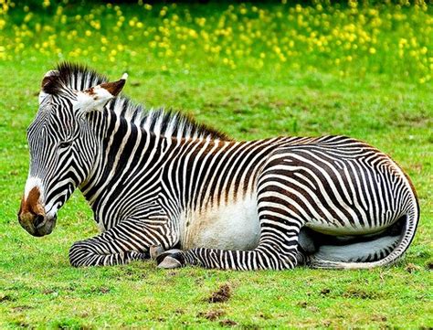 Grevys Zebras Animals Facts And Interesting Pictures