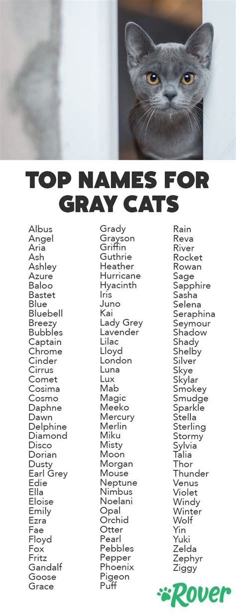 34 Most Popular Grey Cat Names For Your Silver Blue Or Lilac Kitty Grey Cat Names Girl Cat