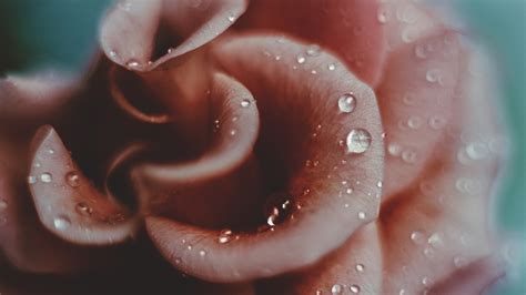 Wallpaper Pink Rose Macro Photography Petals Water Droplets Hazy X Uhd K Picture Image