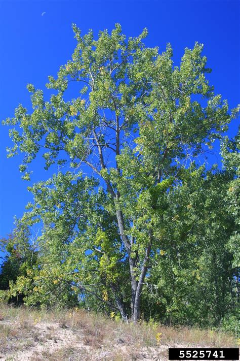 Eastern Cottonwood Populus Deltoides