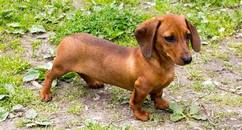 Stunning standard dachshund puppies available. Teacup Dachshund - Everything You Need to Know About This Tiny Pup