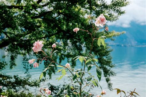 Rose On A Shore Of Lake Geneva Free Photo On Barnimages