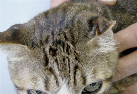 Aural hematoma, commonly called a pillow ear, is an accumulation of blood within the cartilage layers of the ear. Diseases that Affect the Pinna | Veterian Key