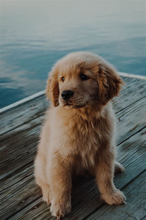 The Perfect Pup Goldenretriever Cute Dogs And Puppies Puppy Play