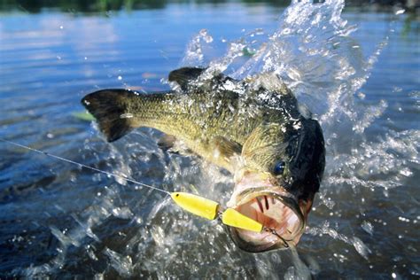 Bass Fishing In Texas Heres What You Need To Know Outdoor