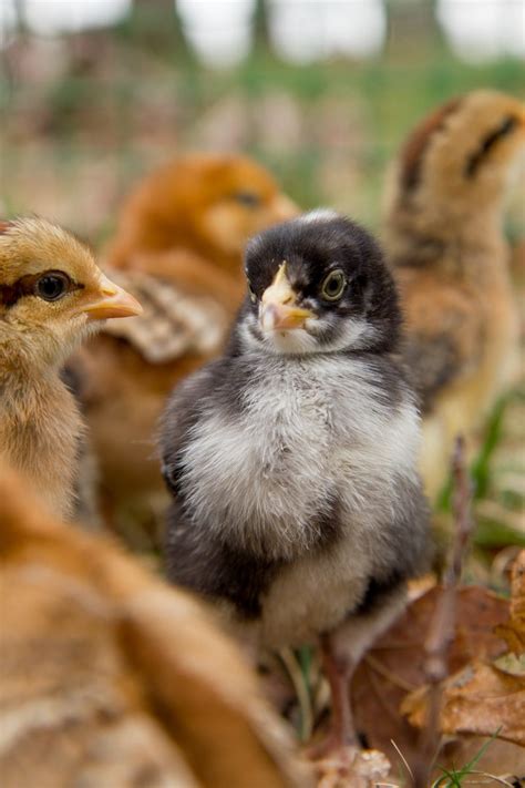 We answer your top questions about raising chickens, from time commitment and how much it costs to safety and even how to get those blue eggs. How to Start Raising Backyard Chickens in 7 Simple Steps ...
