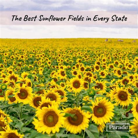 List 98 Pictures Sunflower Field For Pictures Near Me Completed