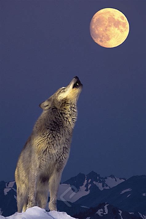 Gray Wolf Howling At The Moon Athena Posters