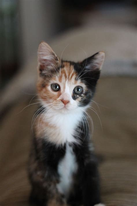 What A Sweet Little Calico Baby Cute Cats Cats