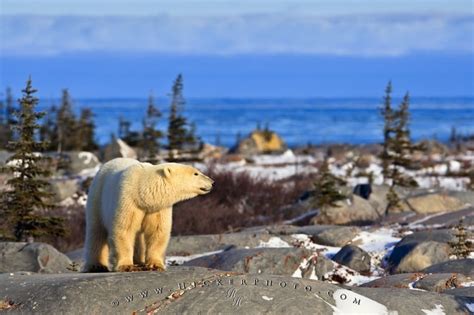 Polar Bear Environment Churchill Manitoba Photo Information