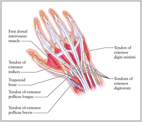 Human Hand Muscles And Tendons Graph Diagram