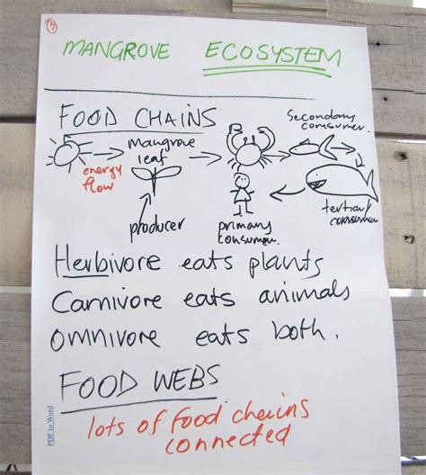 Mangrove Ecosystems Food Chains Food Chain Big Sister Kit Food Web