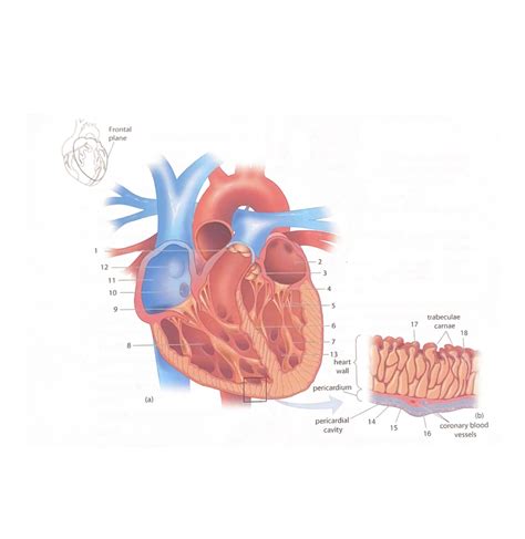 Internal Anatomy Of Heart Diagram Quizlet