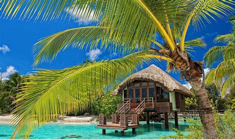 palm trees resort beach tropical water bungalow sea summer nature landscape and