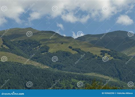Majestic Mountain Top Overgrown With Coniferous Forest Valley And