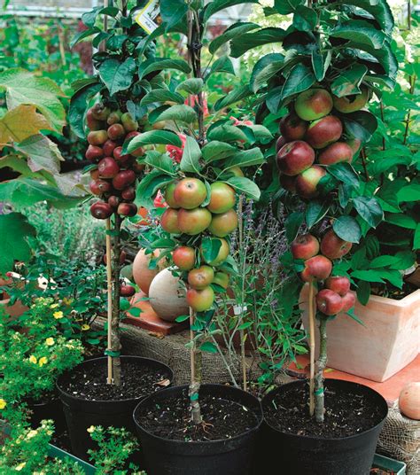 The Best Fruit Trees For Small Gardens Fruit Tree Garden Fruit