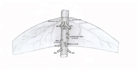 In Vivo Dissection Plan Of The Study Was Shown In This Figure Inferior