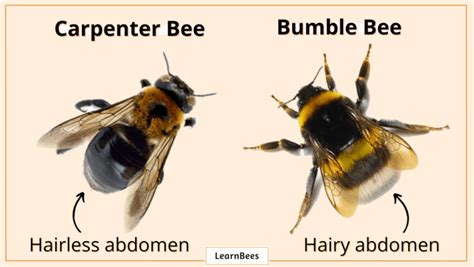 Carpenter Bee Vs Bumble Bee Whats The Difference