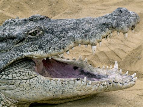 Crocodile With Open Mouth Animal Stock Photos Creative Market