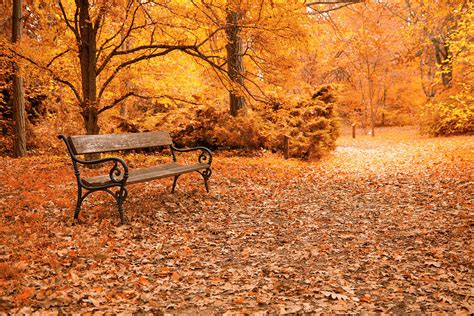 Autumn A Park Bench In Hungary Photograph By Focusstock Fine Art America