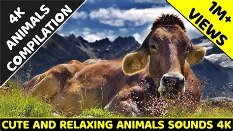 Relaxing Cow Sounds Farm Cows Mooing Cow Sound Momments Youtube