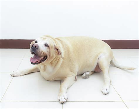 Aug 07, 2019 · excess fat on your dog's body is also a major indicator of being overweight. Here's How You Can Help Your Overweight Dog Lose Weight - DogAppy
