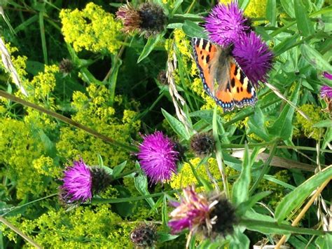 Big Butterfly Count 2019 Transition St Andrews