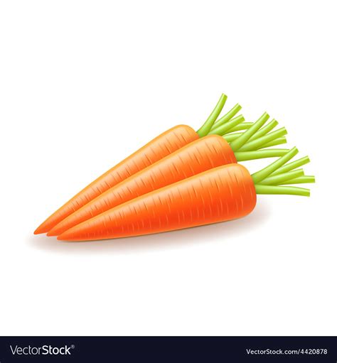 Carrot Isolated On White Royalty Free Vector Image