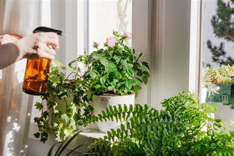 7 Unique Ways To Display Indoor Plants For Your Home
