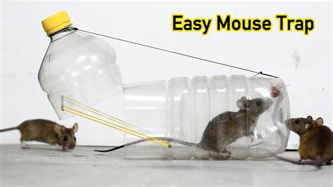 Water Bottle Mouse Trap Rat Trap HOW To MAKE MOUSE TRAP Using PLASTIC BOTTLE YouTube