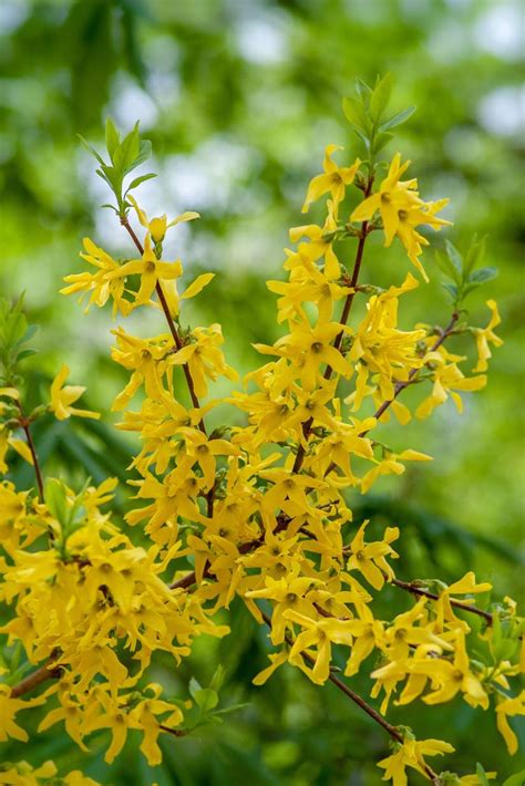 Tips For Pruning Forsythia And How To Care Of It Properly