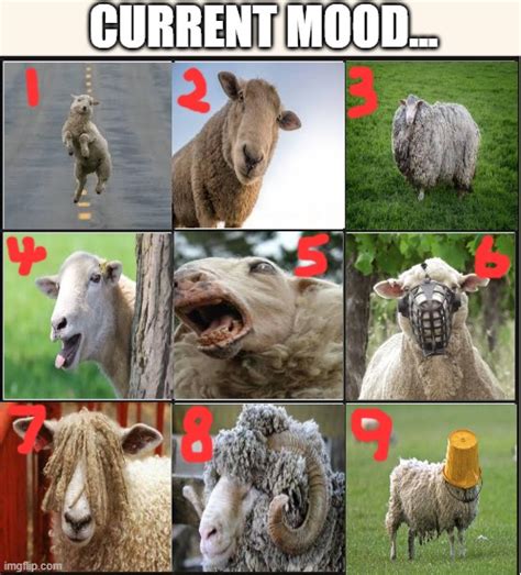 Sheep Moods Imgflip