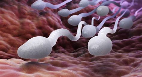 Here Are The Major Things That Cause Watery Sperm Makesense Promotions