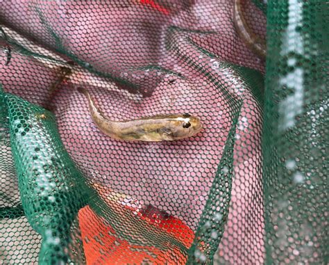 Saving One Of Topangas Most Adorable Fish The Tidewater Goby Rcdsmm