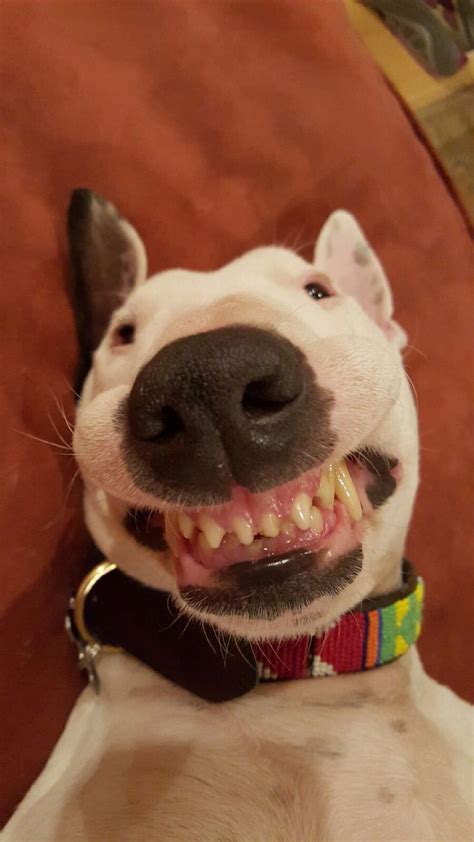 Nachos Lips Stuck To Her Teeth This Is The Face Of A Bull Terrier