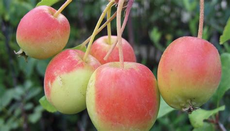 Fruit Trees Home Gardening Apple Cherry Pear Plum Fruit Tree