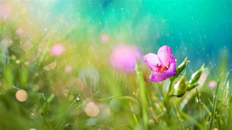 Spring Rain Wallpaper For Desktop 69 Images