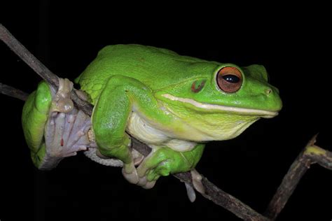 White Lipped Tree Frog Profile Photograph By Bruce J Robinson Fine