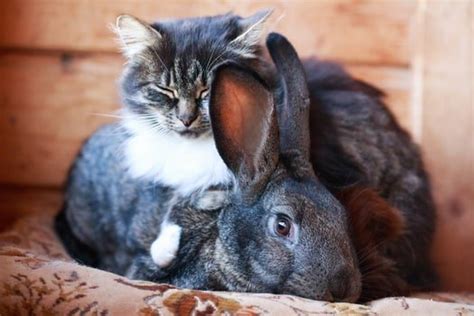 Do Cats And Rabbits Get Along As Pets Pets Retro