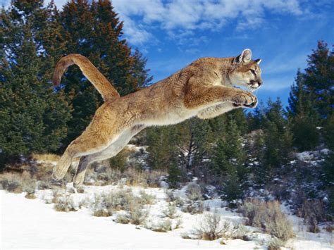 Cougar Animal Wildlife